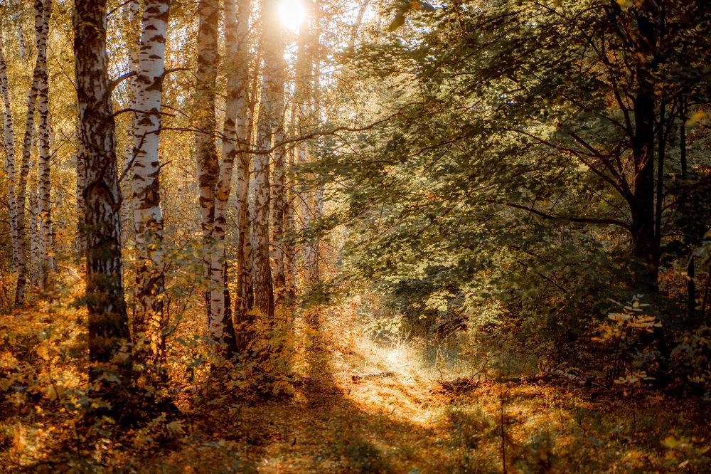 Photograph by Чурляев Максим