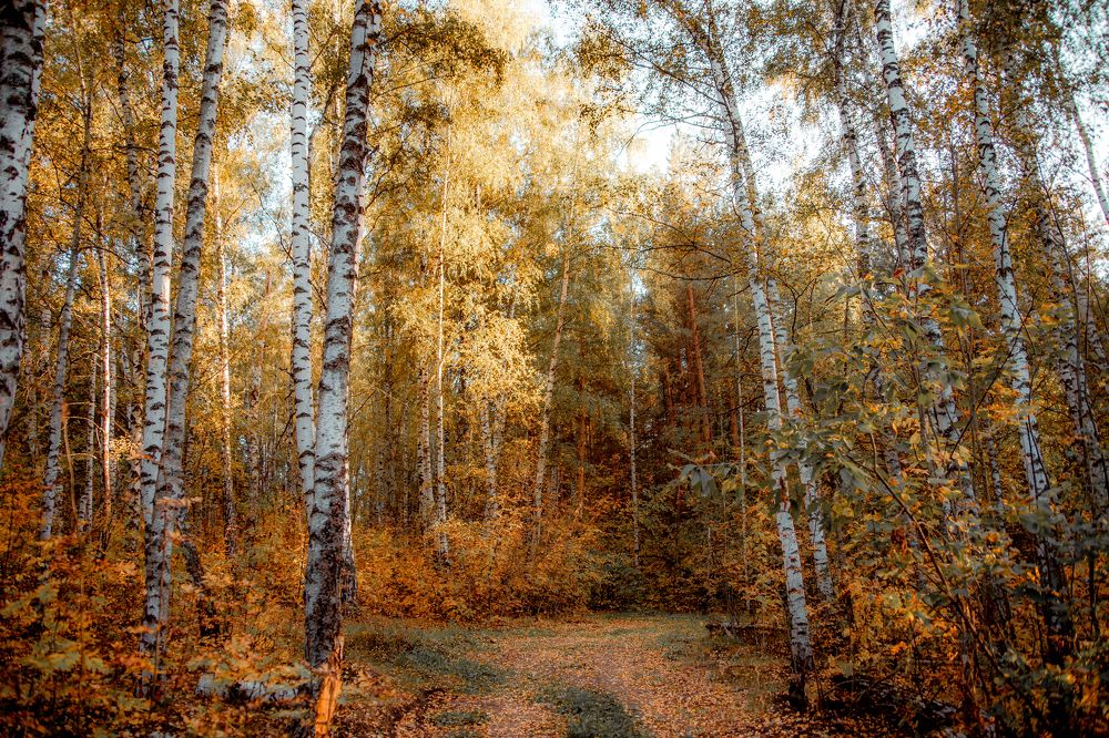 Photograph by Чурляев Максим