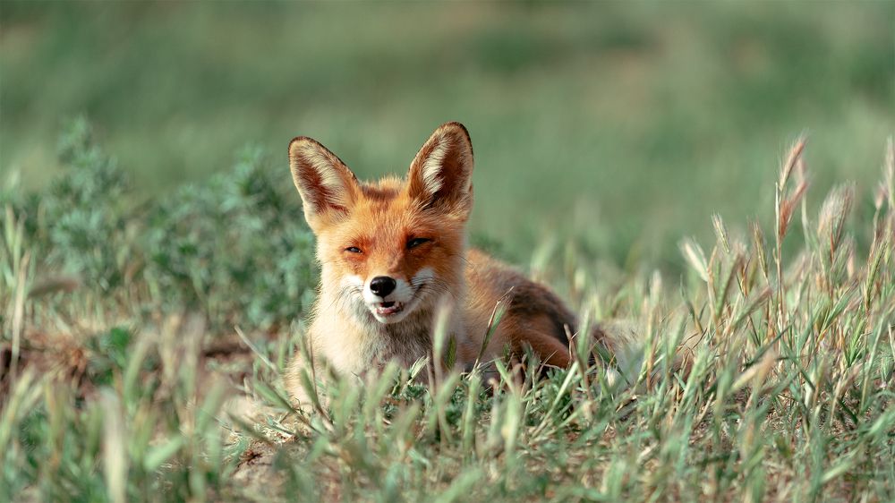 Фотография автора Сергей Василенко