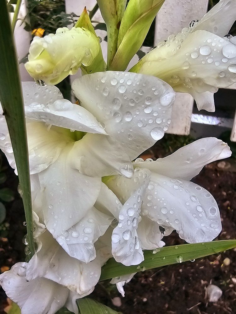 Photograph by Ирина Дубицкая