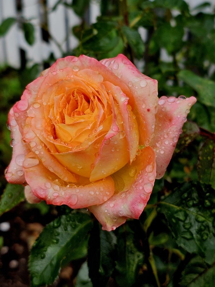 Photograph by Ирина Дубицкая