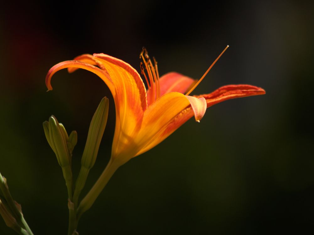 Photograph by Abdolreza Aleagha