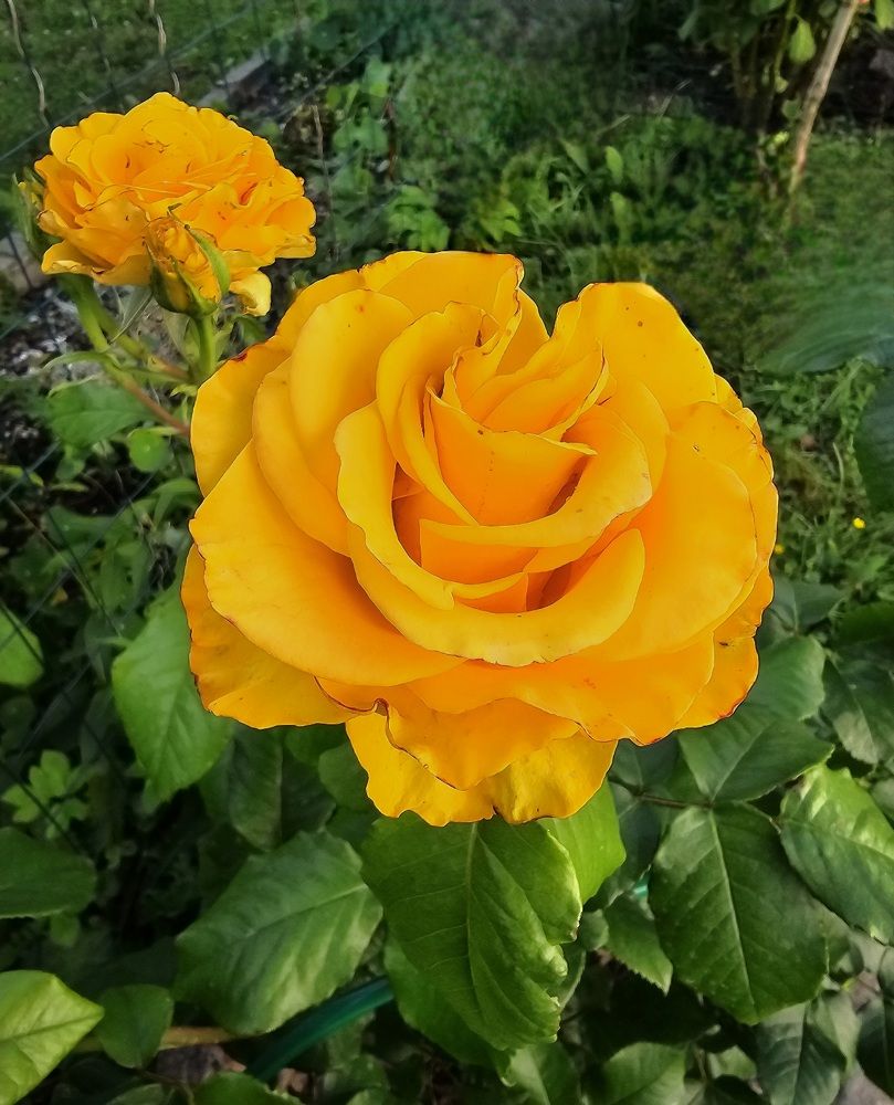 Photograph by Ирина Дубицкая