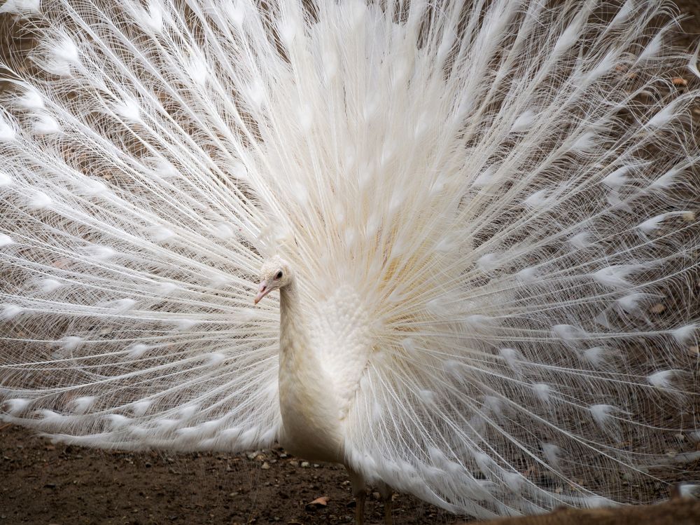 Photograph by Abdolreza Aleagha