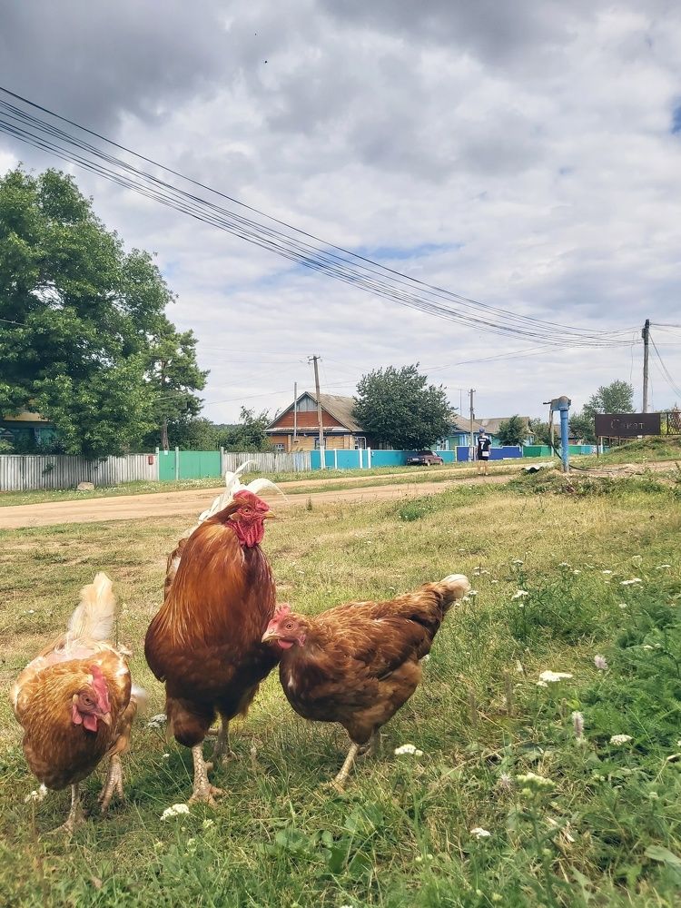Первый парень на деревне