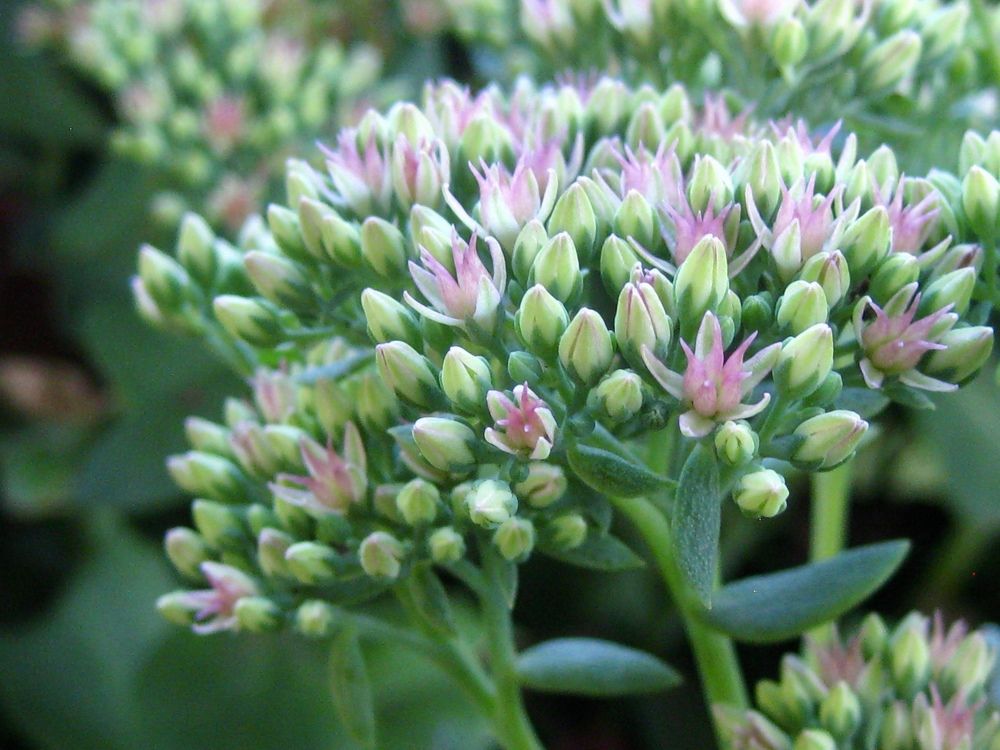 Очи́ток обыкно­ве́нный( Sédum teléphium)