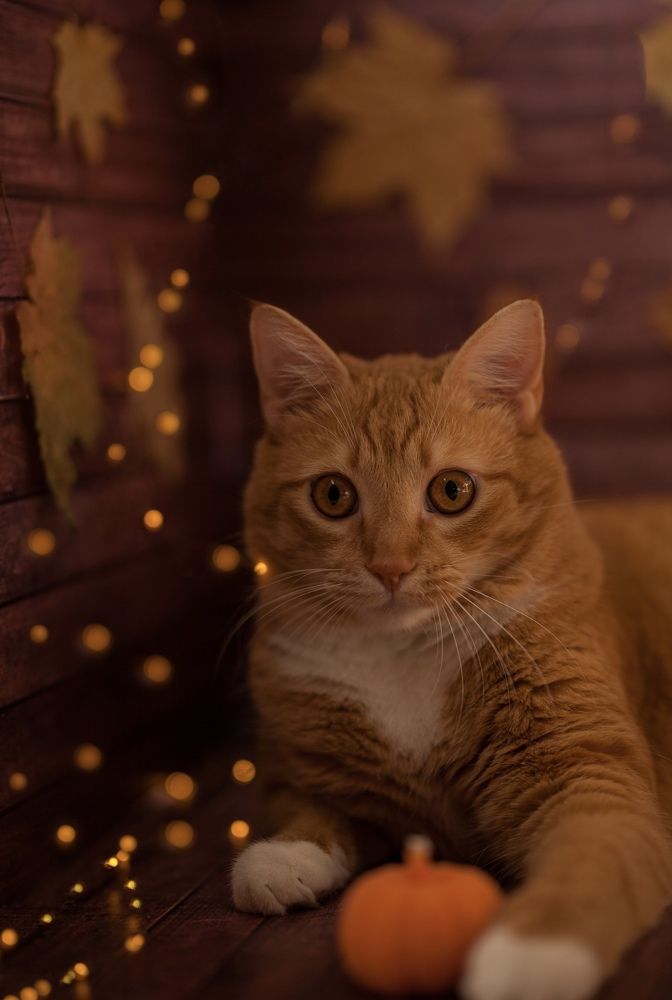 Photograph by Александра Пошехова