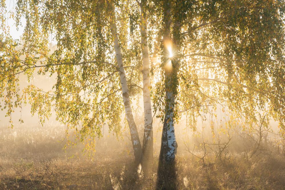 Утренний свет