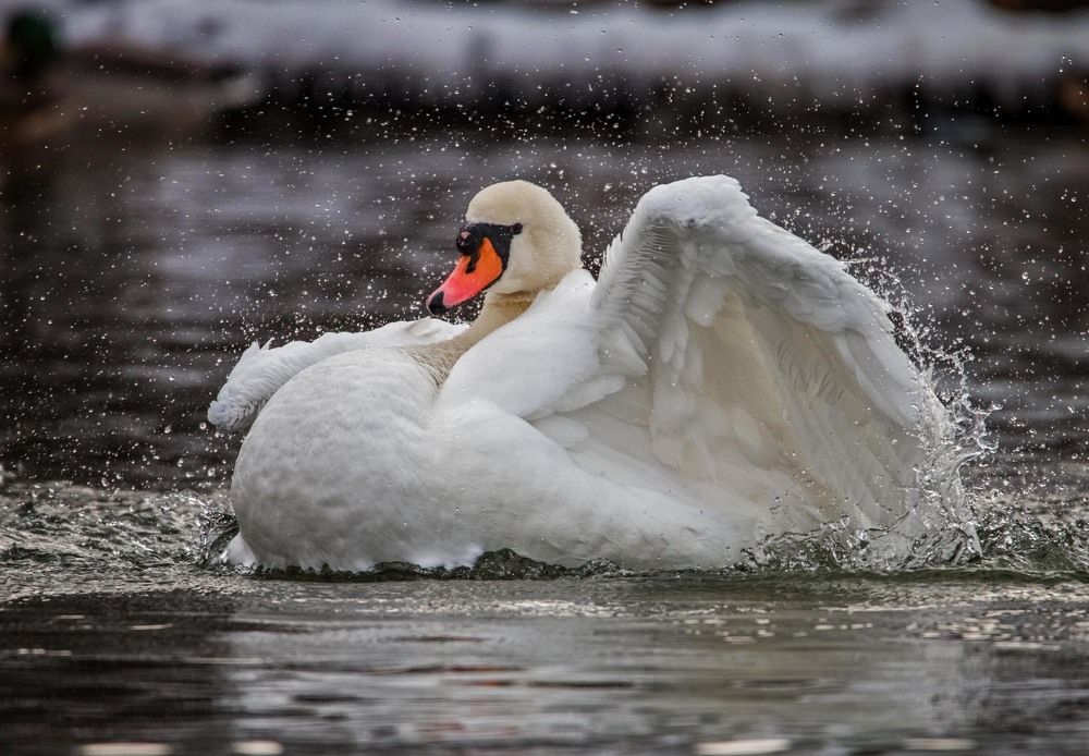 Photograph by Елена