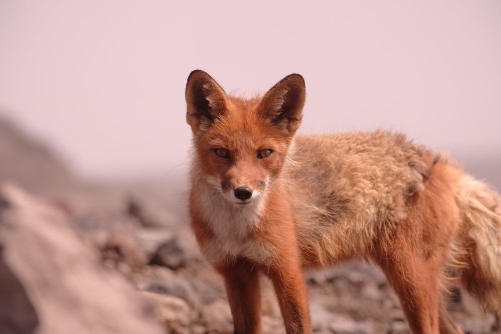 Фотография автора Ketov Vladimir