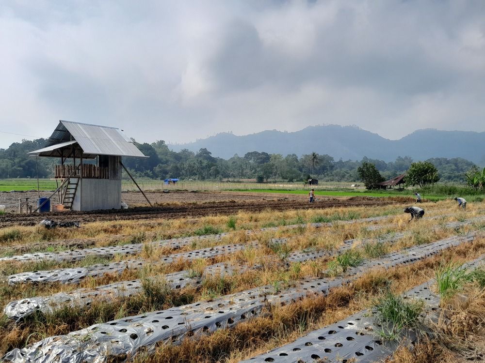 Planting Union in A Daylight
