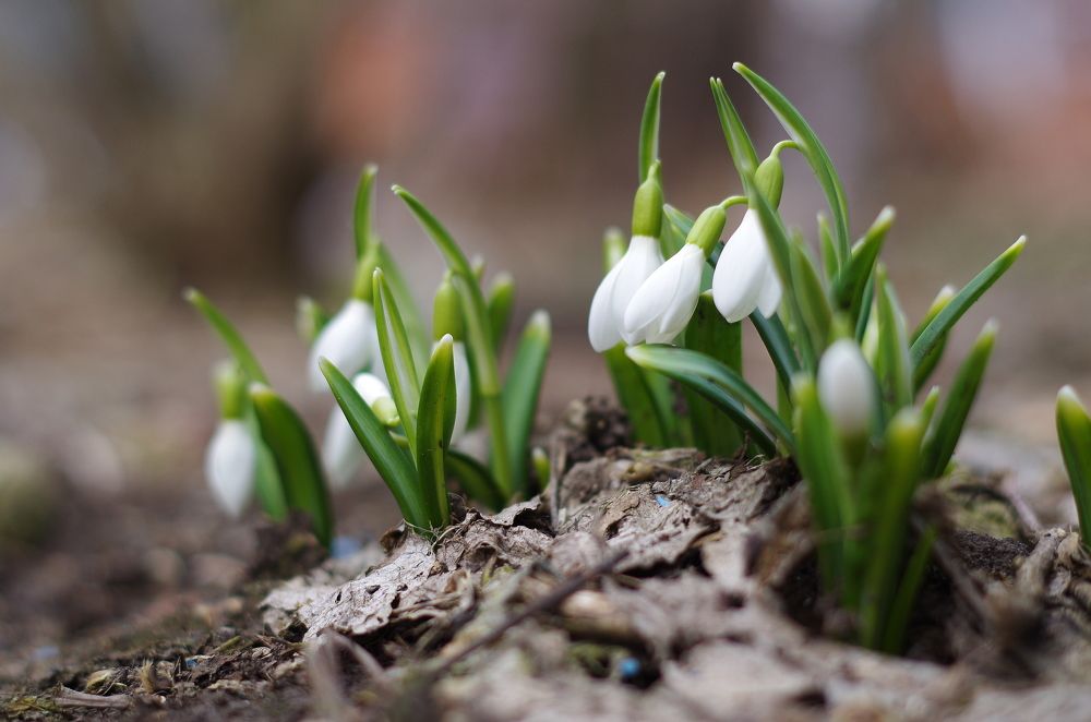 Подснежники