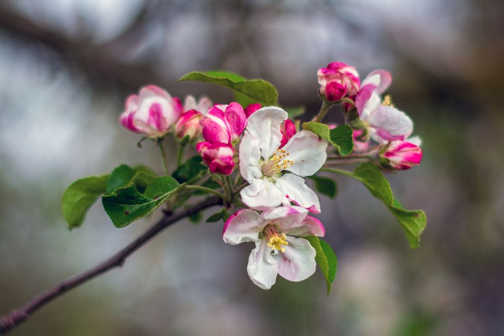 Яблоневый цвет