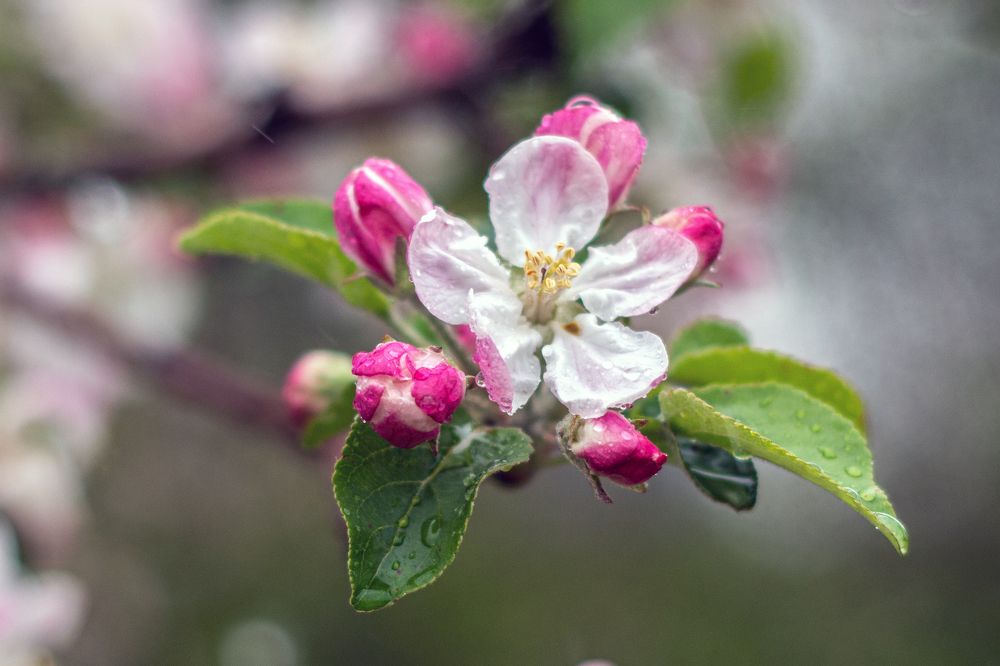 Цветущая яблоня в каплях дождя