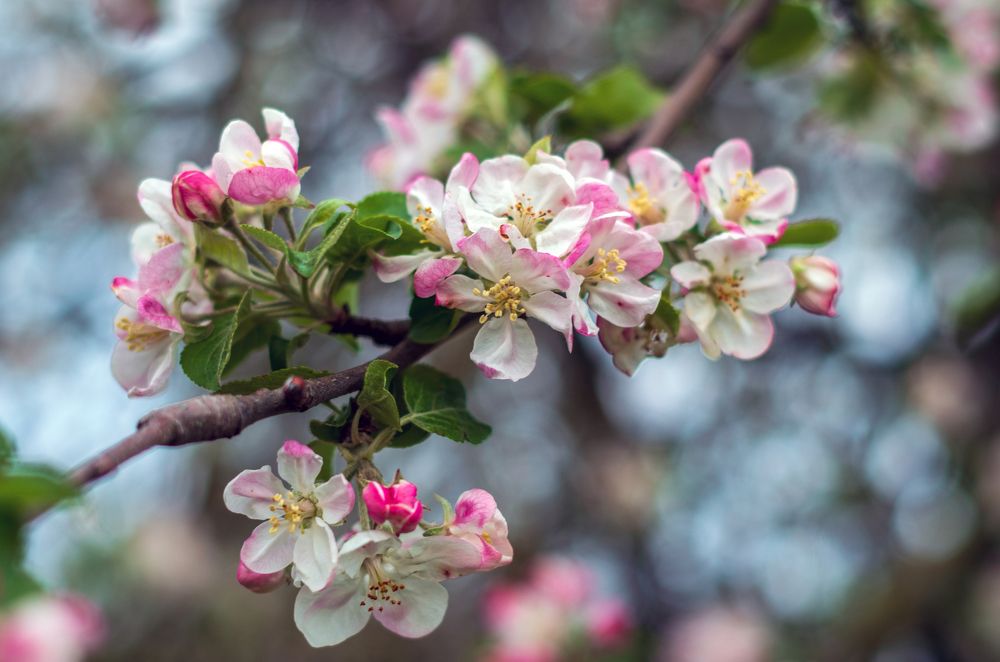 Цветущей яблони розовый цвет