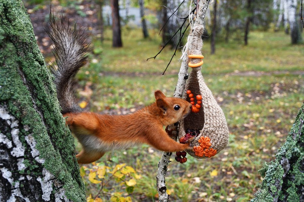 Photograph by Елена Гасенко