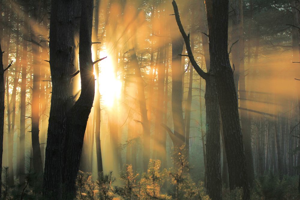 Оранжевым утром