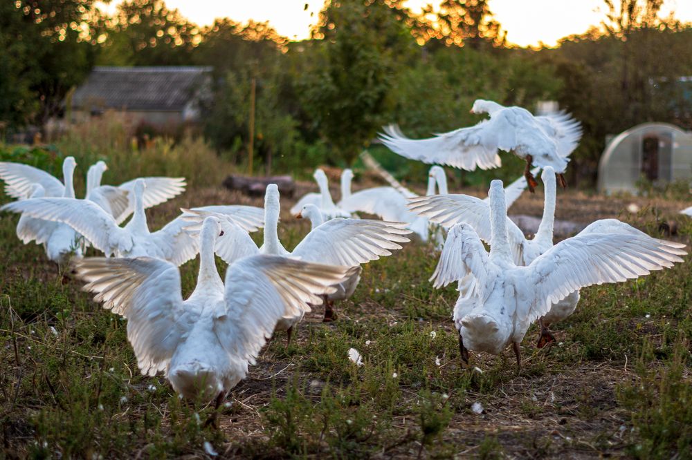 Орлята учатся летать