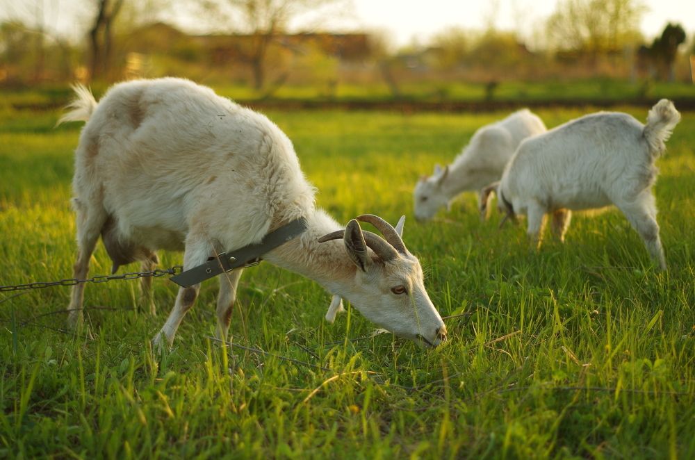 Коза Марта с козлятами