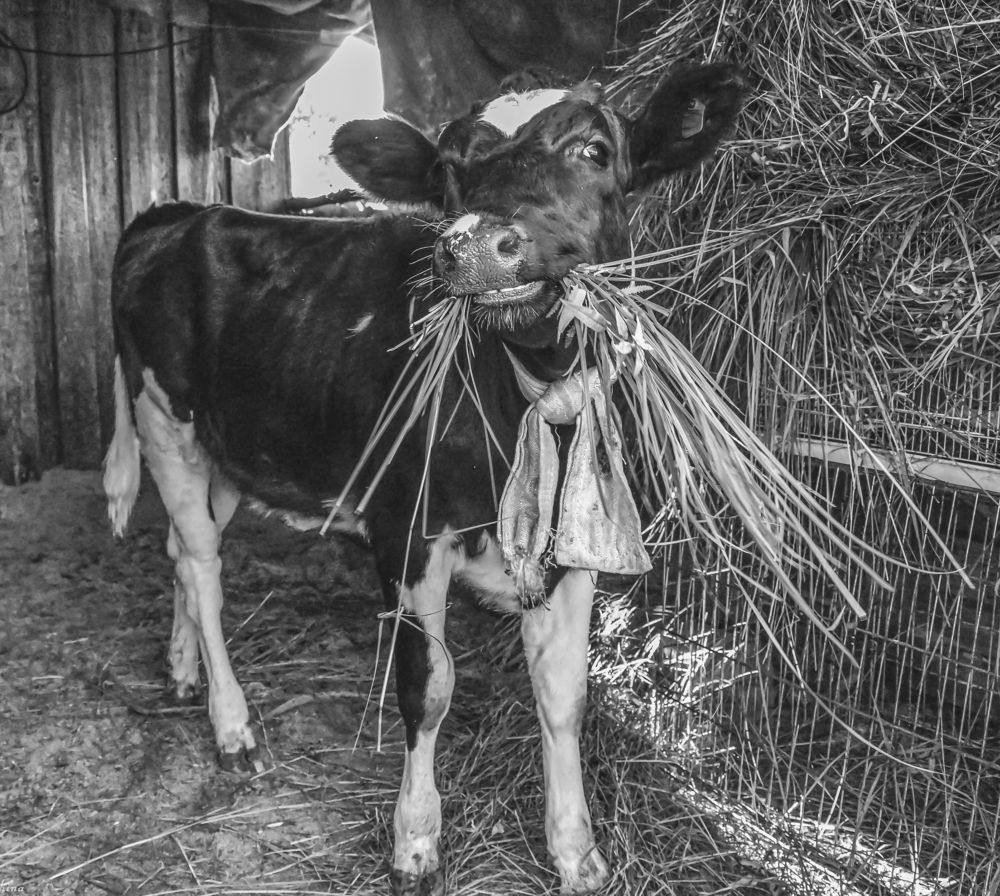 Photograph by Irina Luidinshina