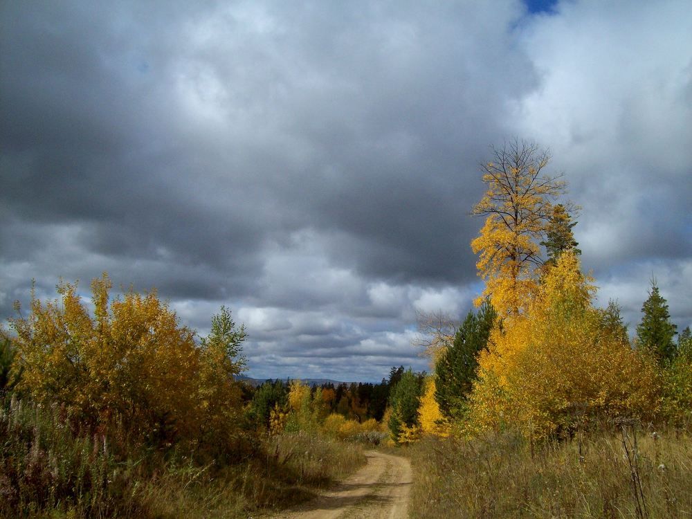 Ветер тучи нагоняет