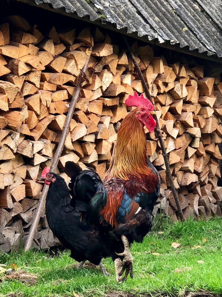 Photograph by Halina Mitsevich