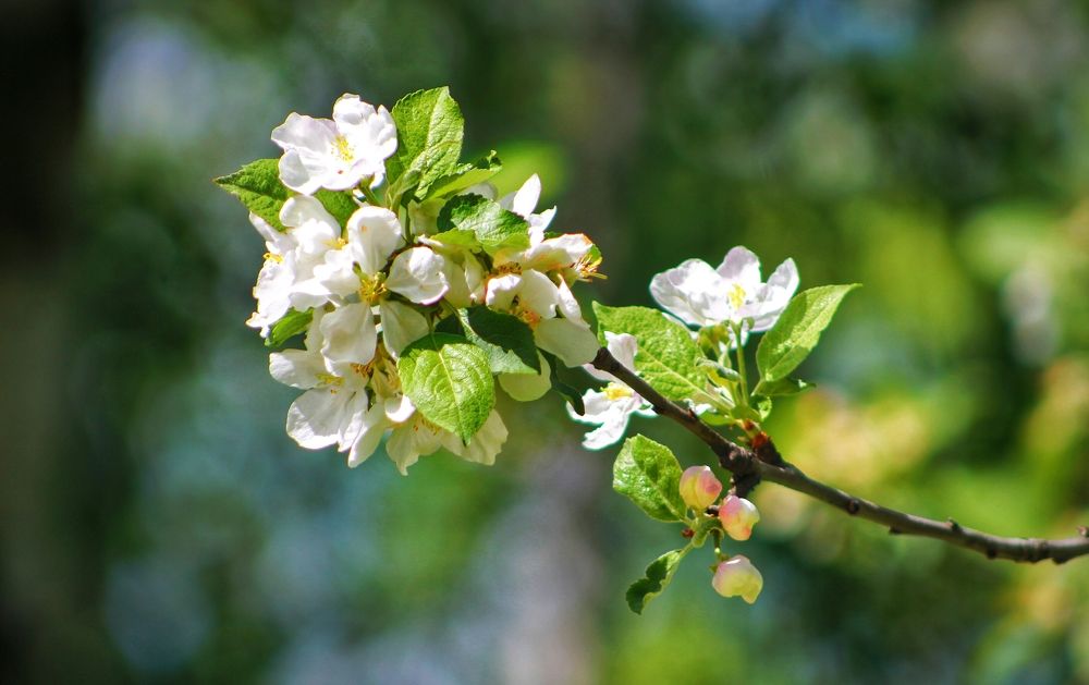 Photograph by Лидия Чугришина