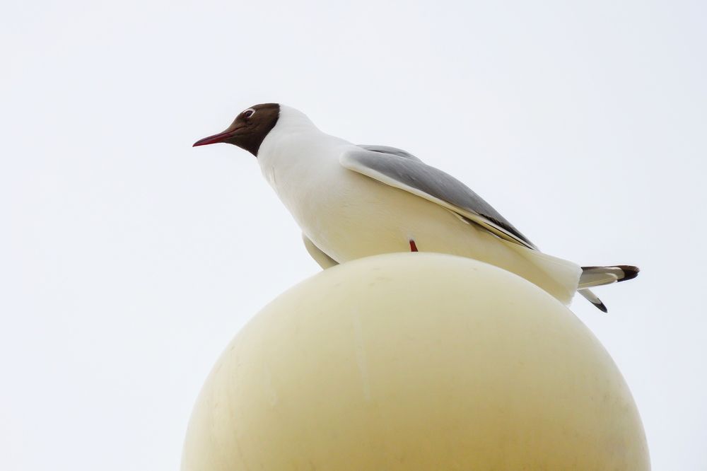 Чайка на шаре