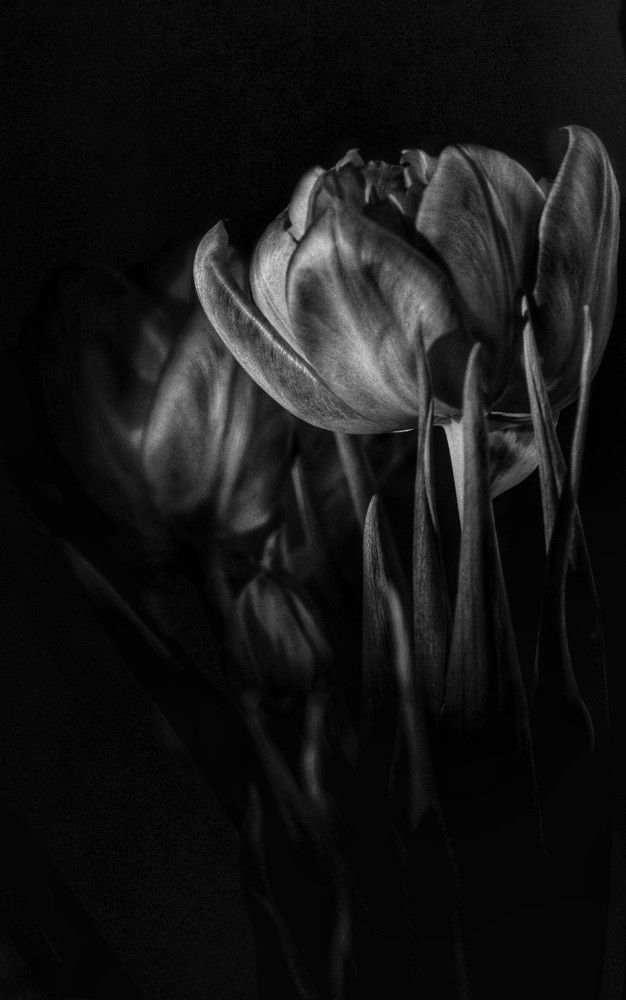 Photograph by Елена Пасажицкая