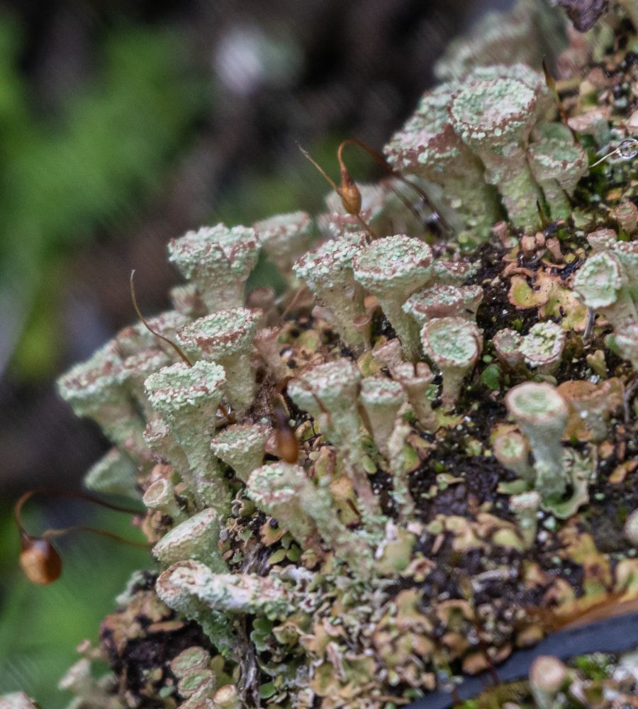 Photograph by Савчук Сергей