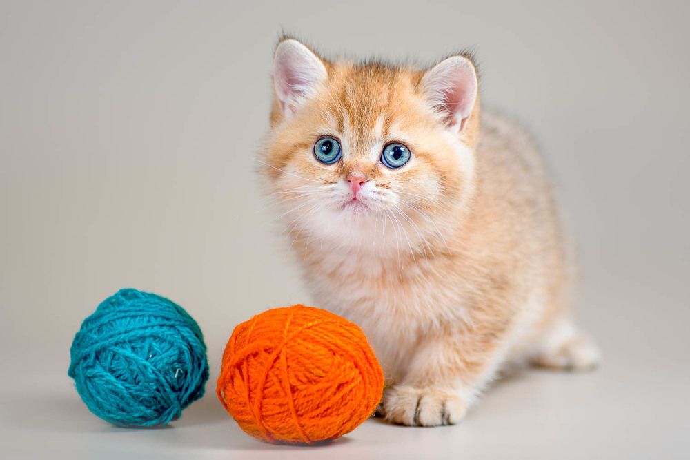 Фотография автора Гера Восьмая