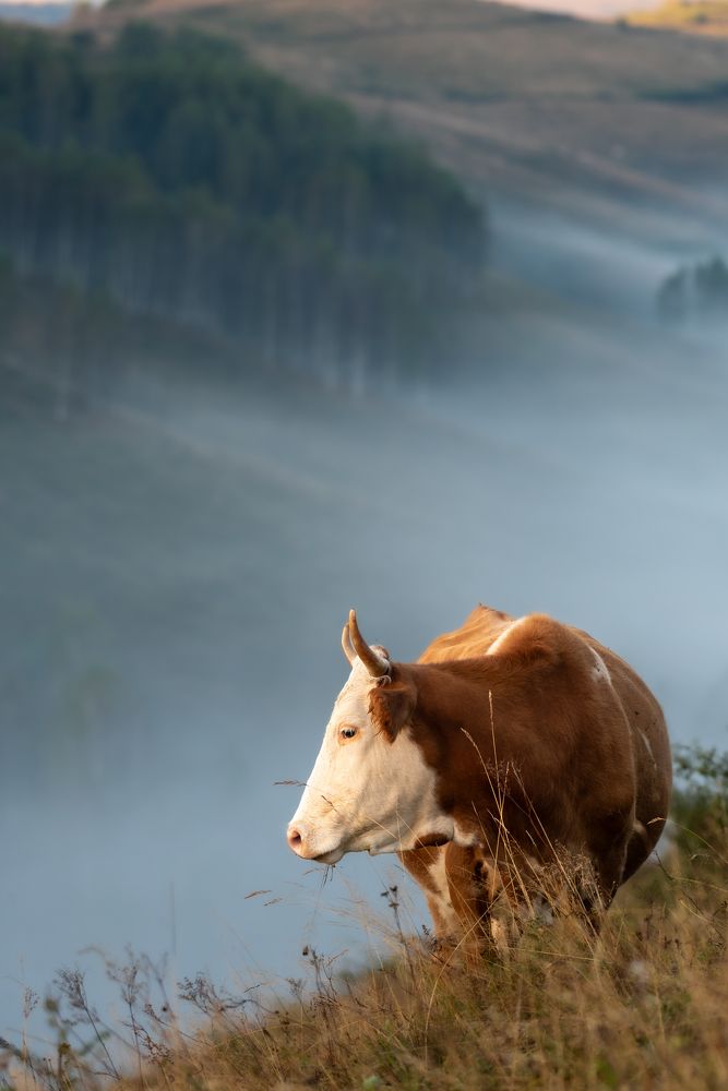 Photograph by Alin Bicas