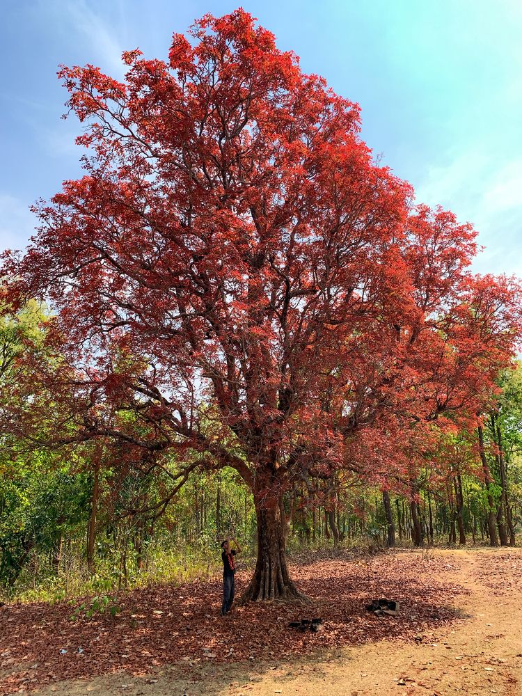 Фотография автора Anurag Banerjee