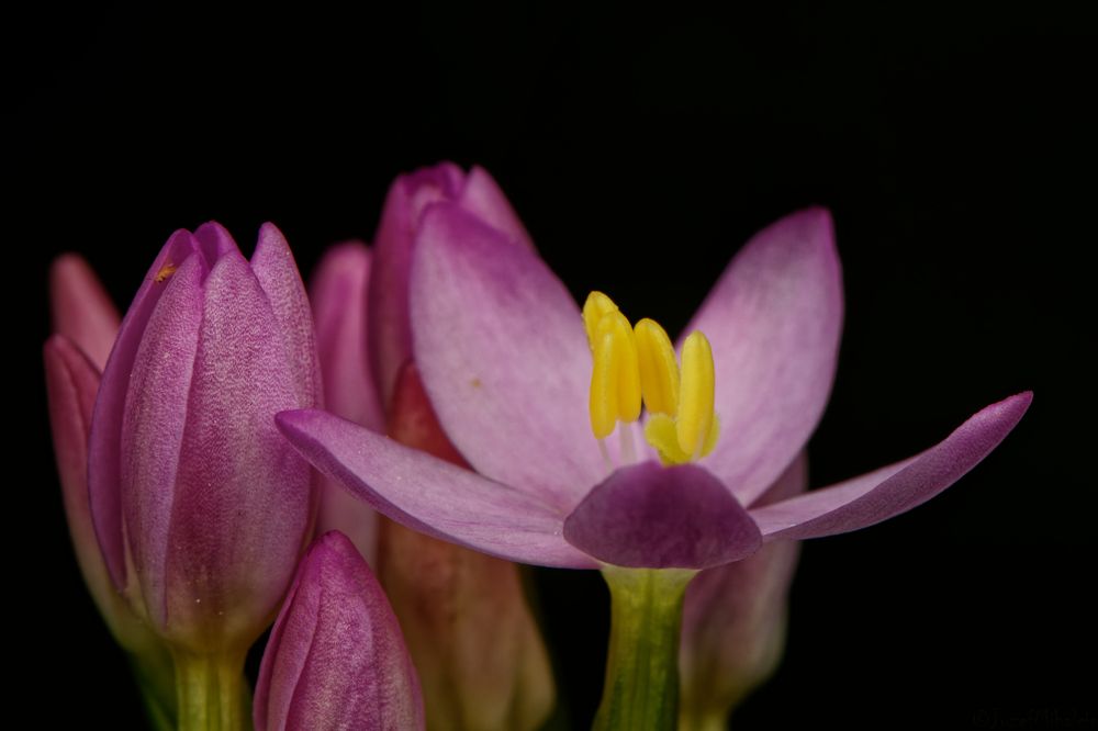 Фотография автора Jozef Mihalčin