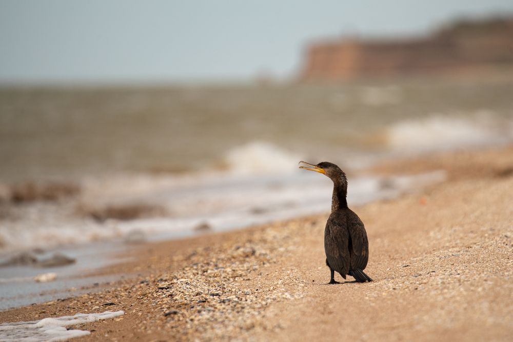 Photograph by наталья залогина