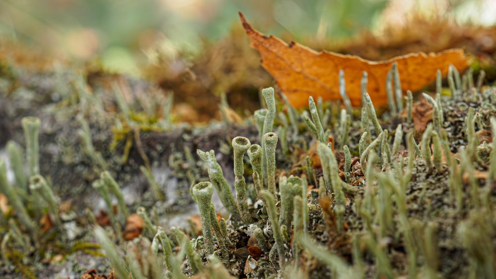 Photograph by Андрей Мичурин