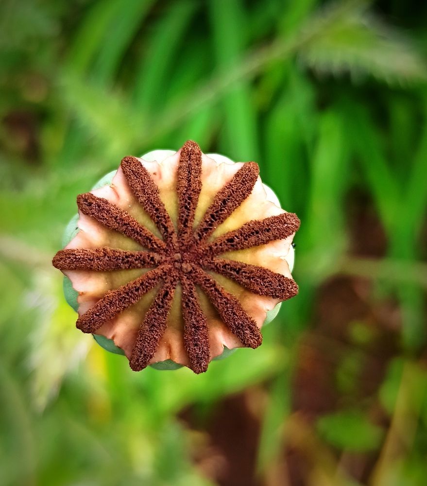 Коробочка мака.