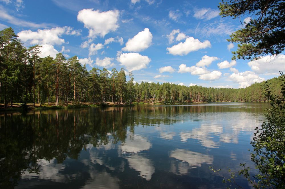 Лесное озеро