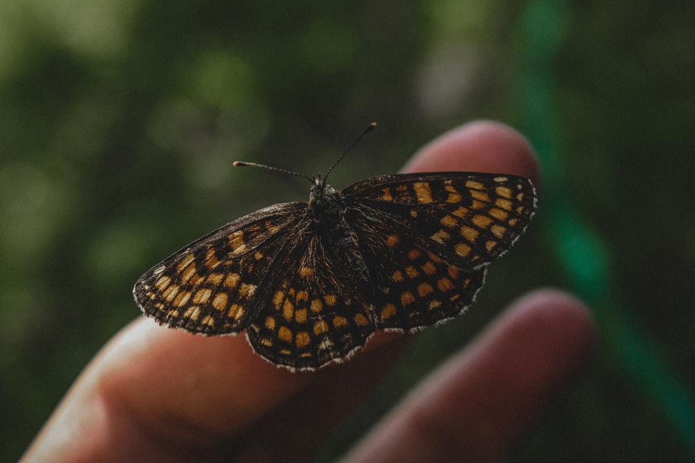 Photograph by Диана Козел