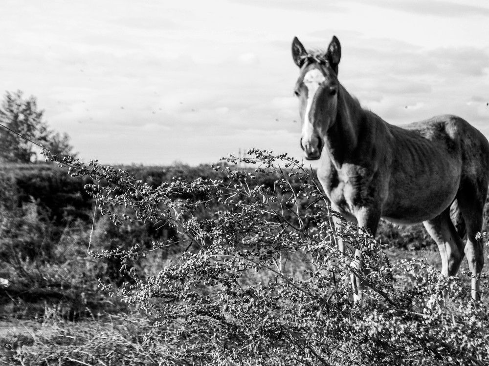 Photograph by Ирина Алпацкая