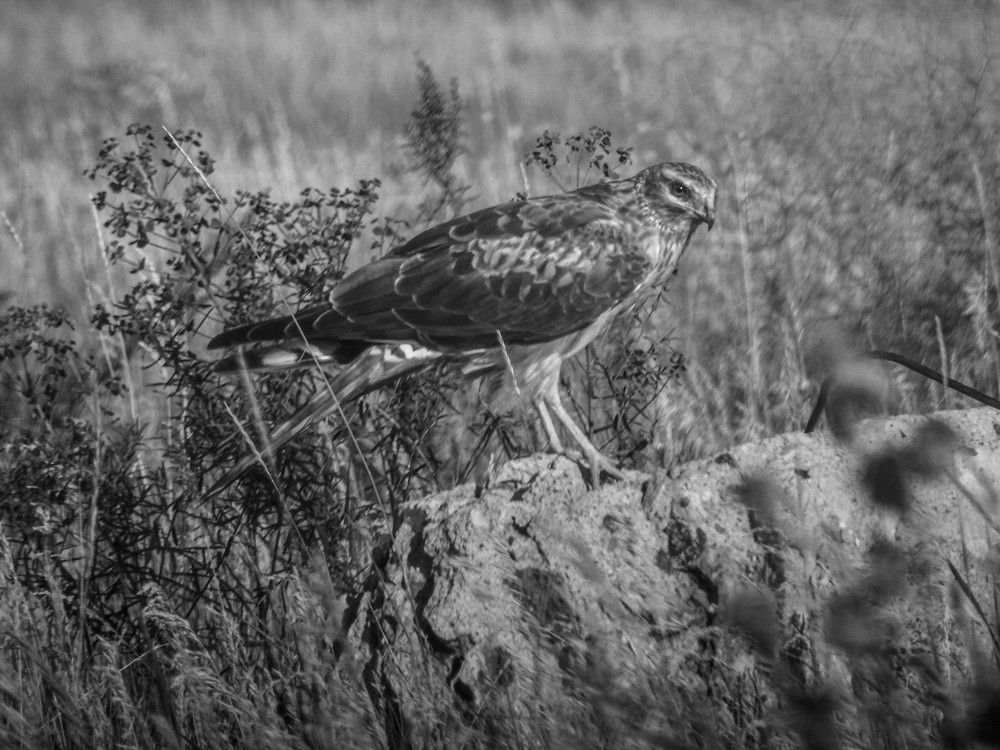 Photograph by Ирина Алпацкая