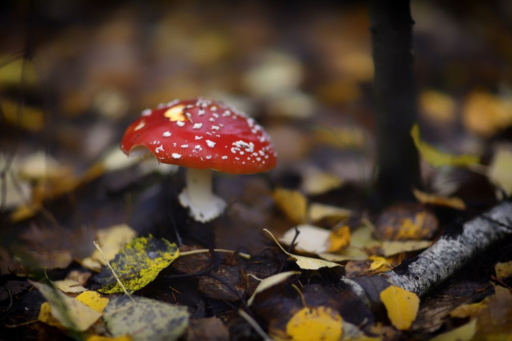 Фотография автора Павел Мартюшев