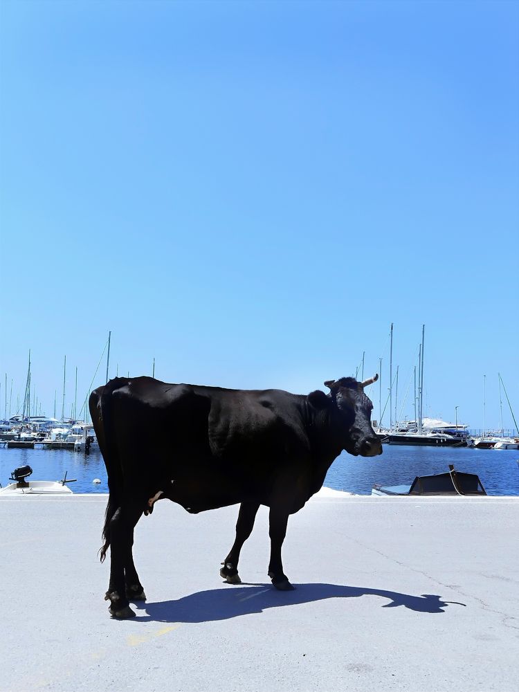 Taurus who loves ships