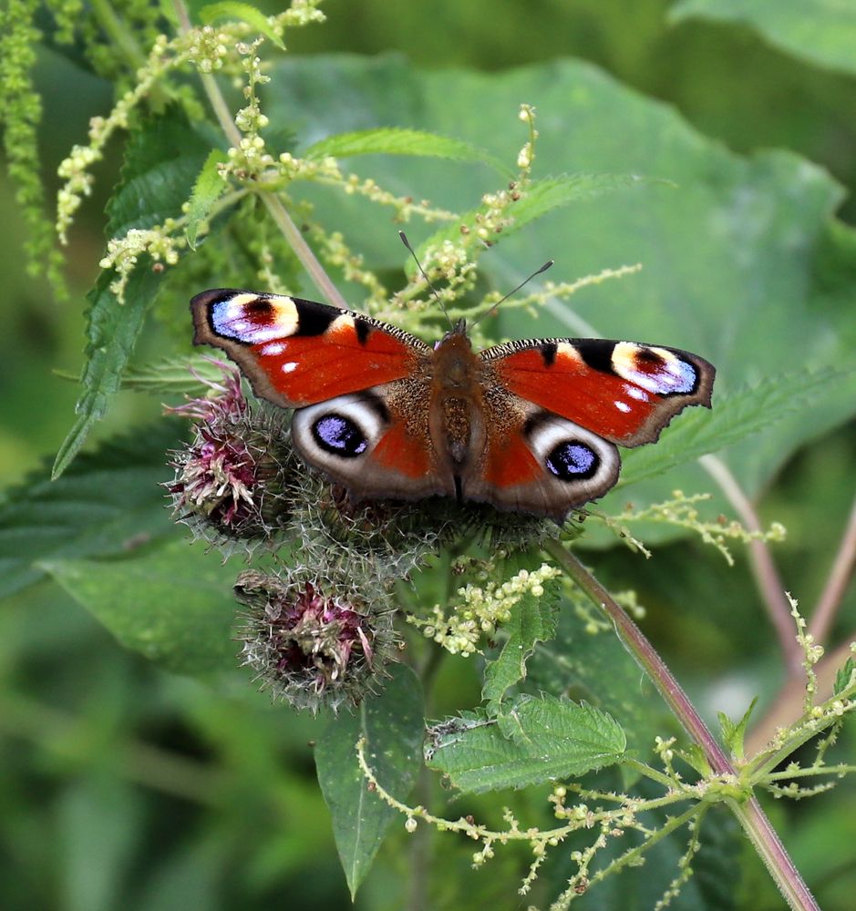 Фотография автора Светлана Бакулина