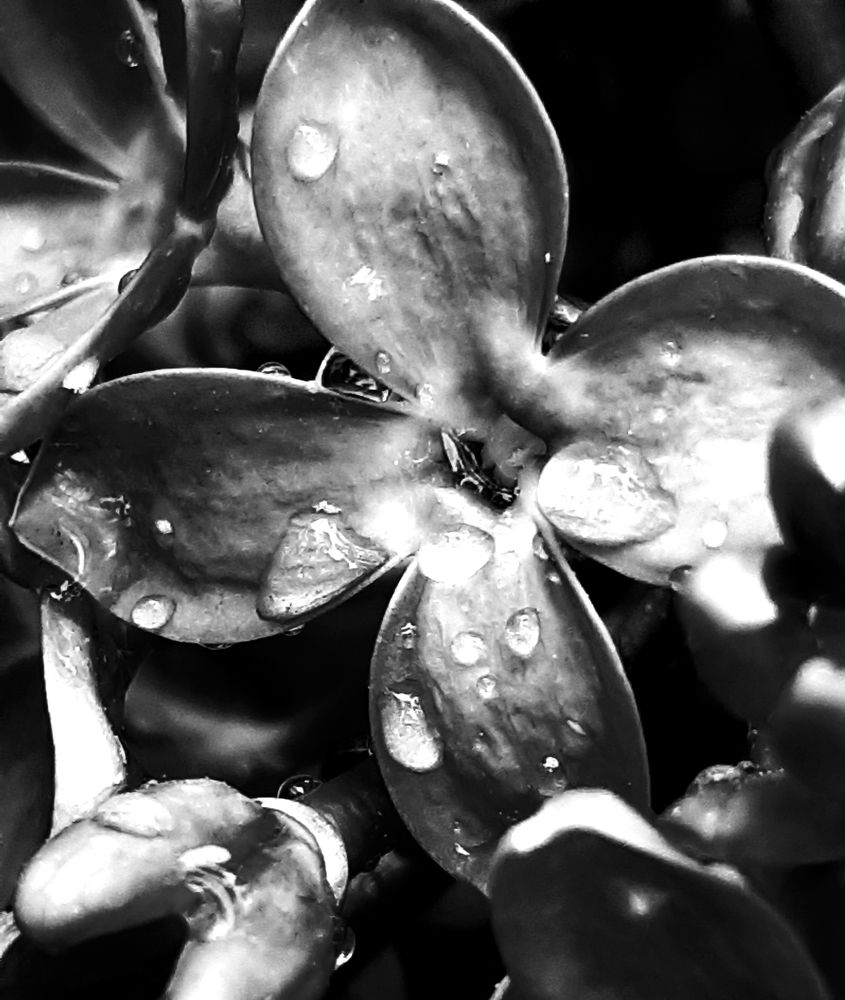 Photograph by Olga Александрова