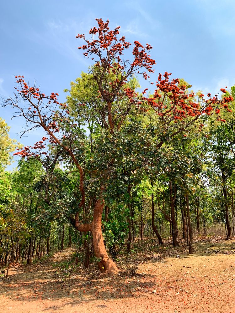 Фотография автора Anurag Banerjee