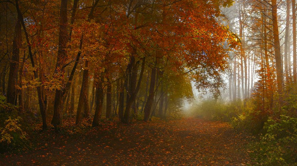 Photograph by Алексей Патлах