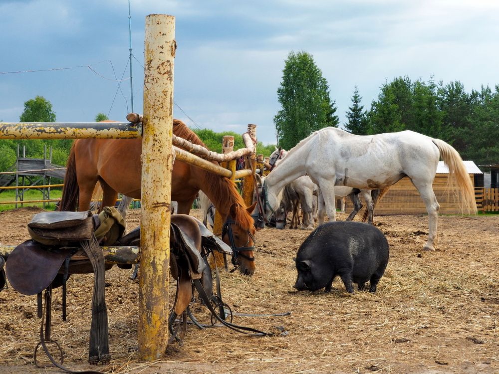 Photograph by Анна Горбач