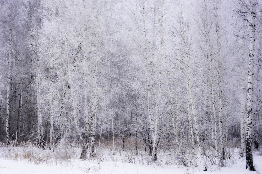 Фотография автора Татьяна Добровольская