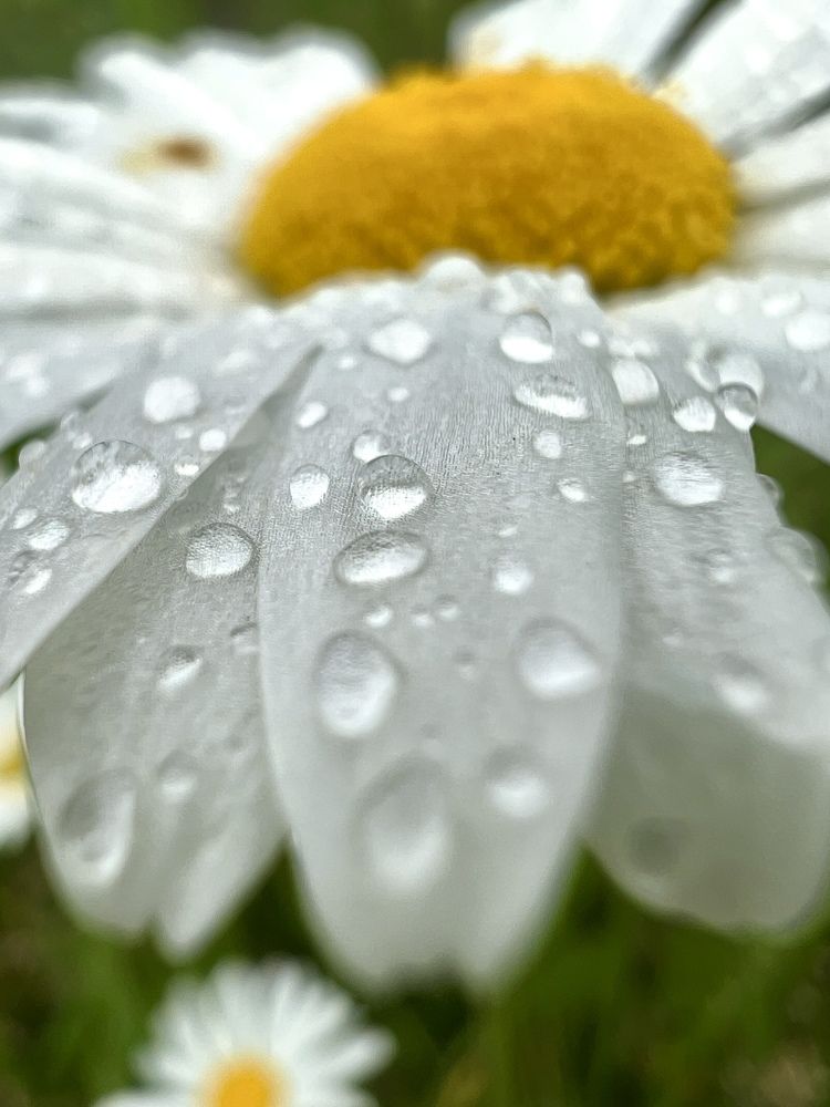 Photograph by Александра Акси